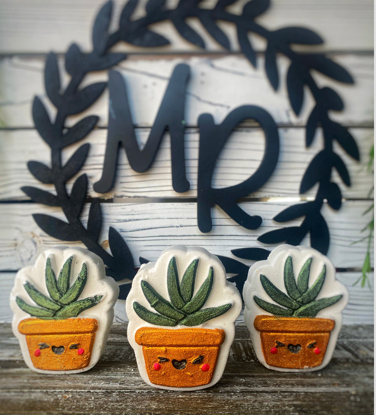 Aloe Succulent Pot Color Bomb