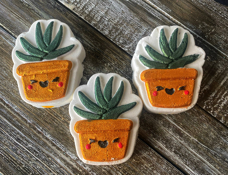 Aloe Succulent Pot Color Bomb