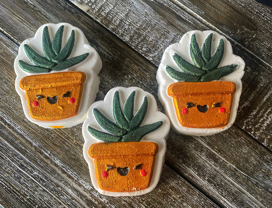 Aloe Succulent Pot Color Bomb